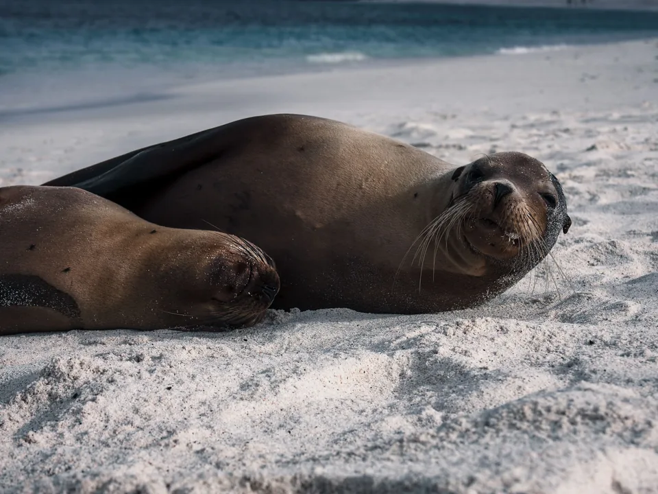 Lobos marinos en Galápagos